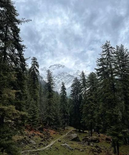 Pine forest under a cloudy sky